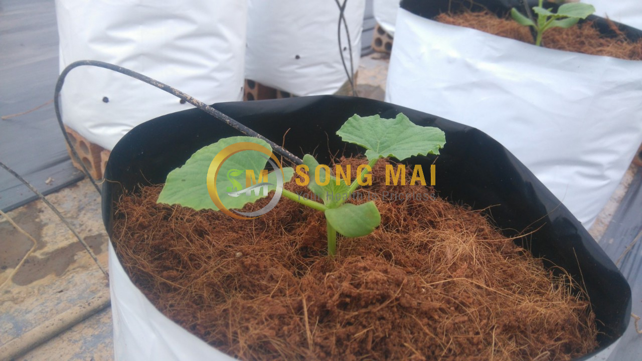 Dưa Lưới Đế Đặc Mật Bắc Kạn