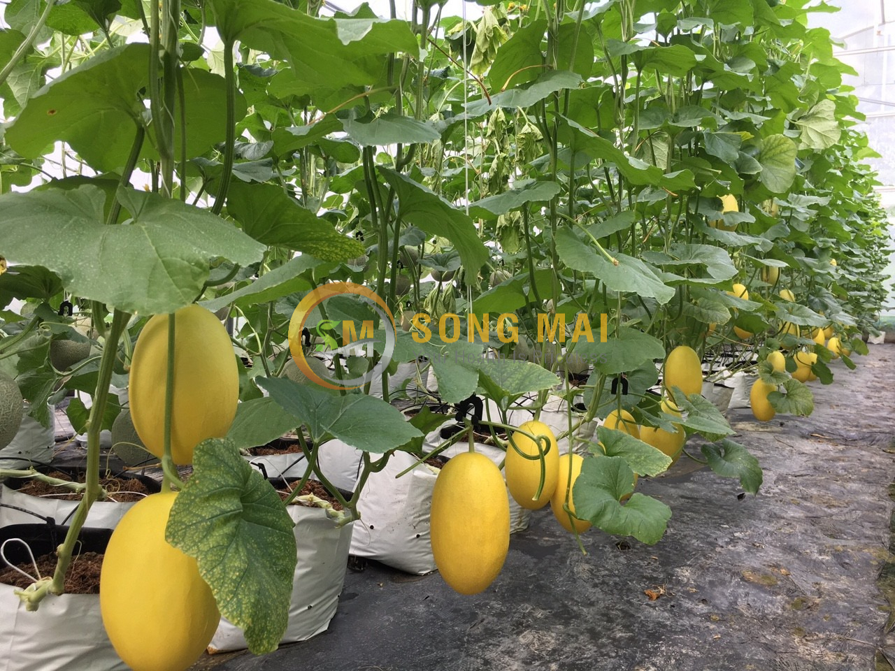 Sỉ Dưa Lưới Huỳnh Long Quảng Trị