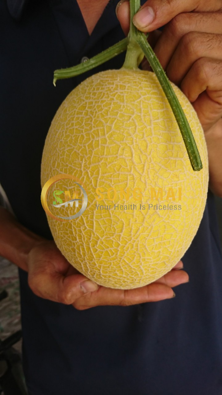 Dưa Lưới Vietgap Giá Sỉ Mỹ Hòa