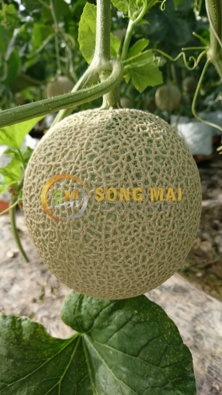 Dưa Lưới Vietgap Giá Sỉ Mỹ Hòa Hưng