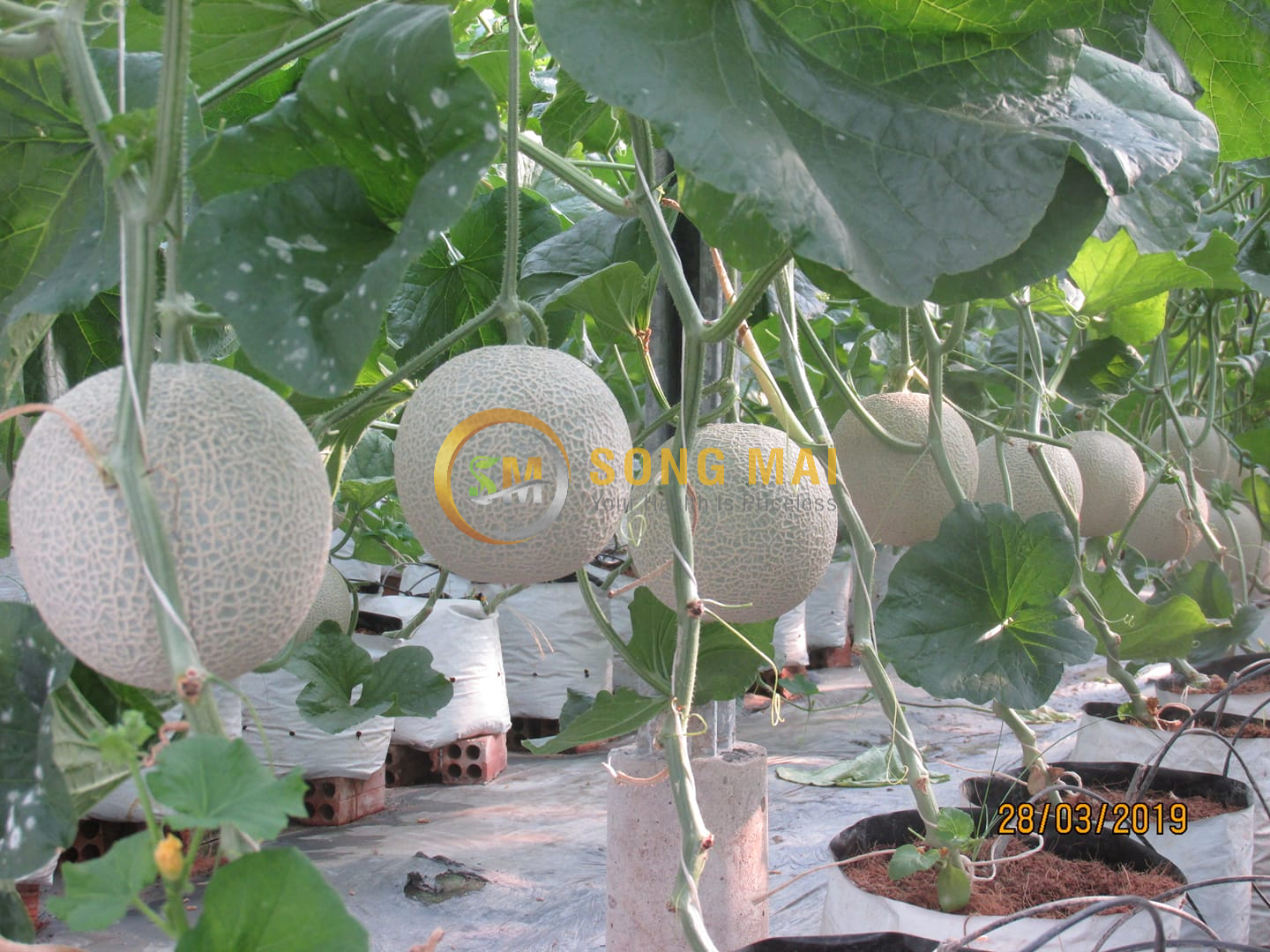 Dưa Lưới Vietgap Giá Sỉ Quận Thốt Nốt