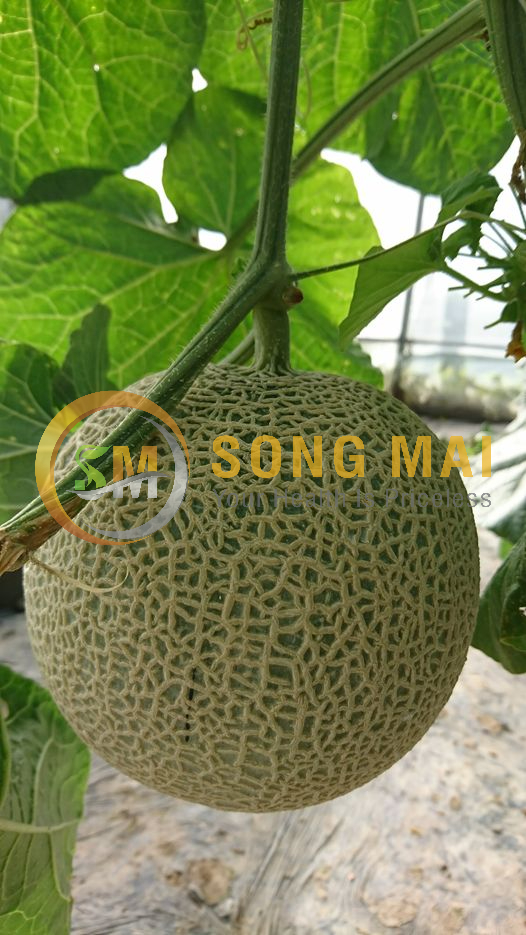 Dưa Lưới Vietgap Giá Sỉ Mỹ Long