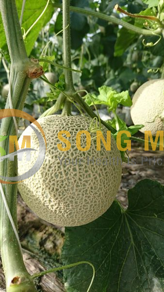 Dưa Lưới Vietgap Giá Sỉ TP Châu Đốc