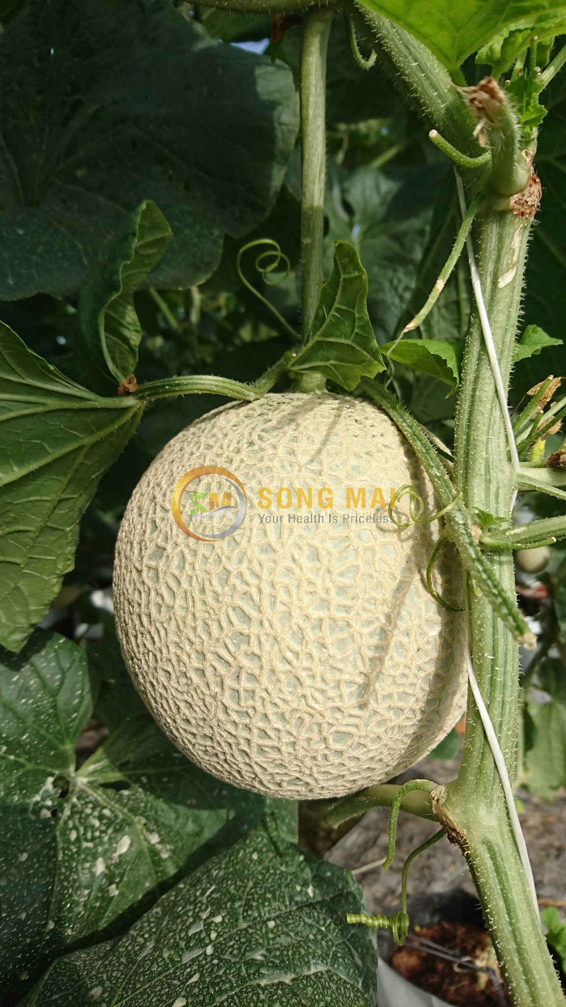 Dưa Lưới Vietgap Giá Sỉ Huyện An Phú