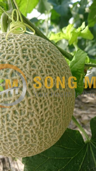 Dưa Lưới Vietgap Giá Sỉ Mỹ Thạnh