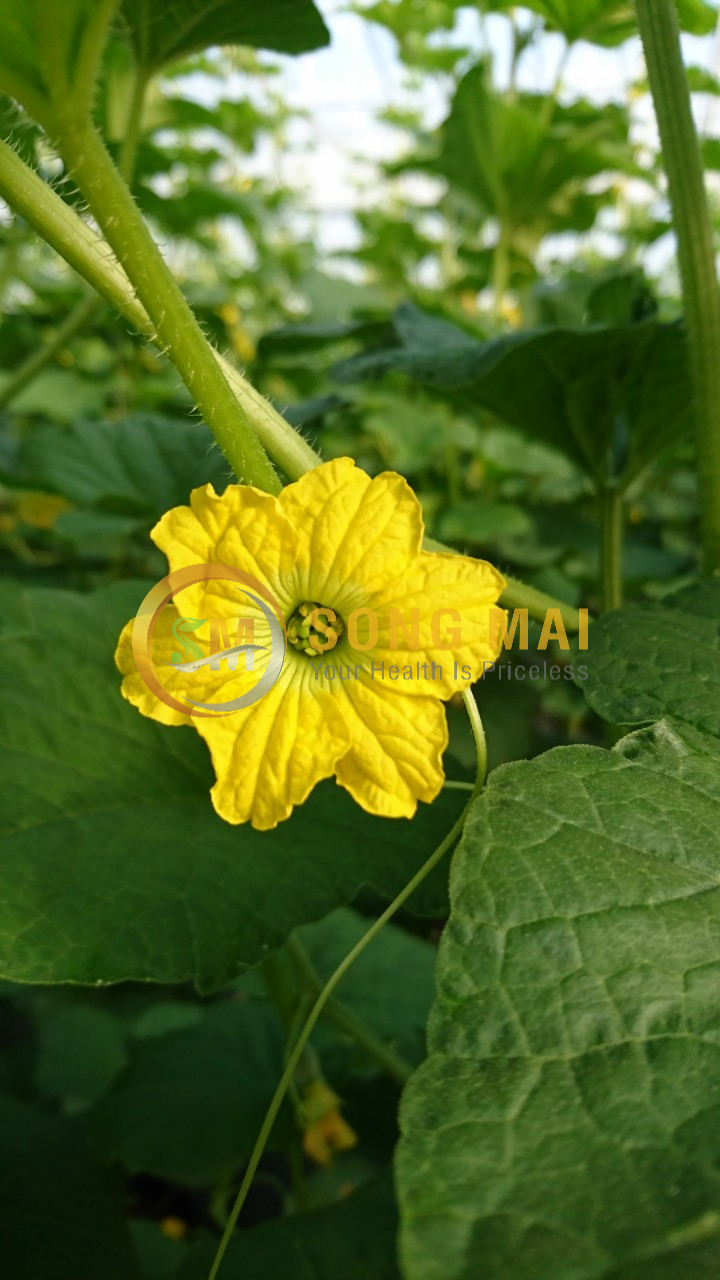 Dưa Lưới Đế Đặc Mật Bạc Liêu