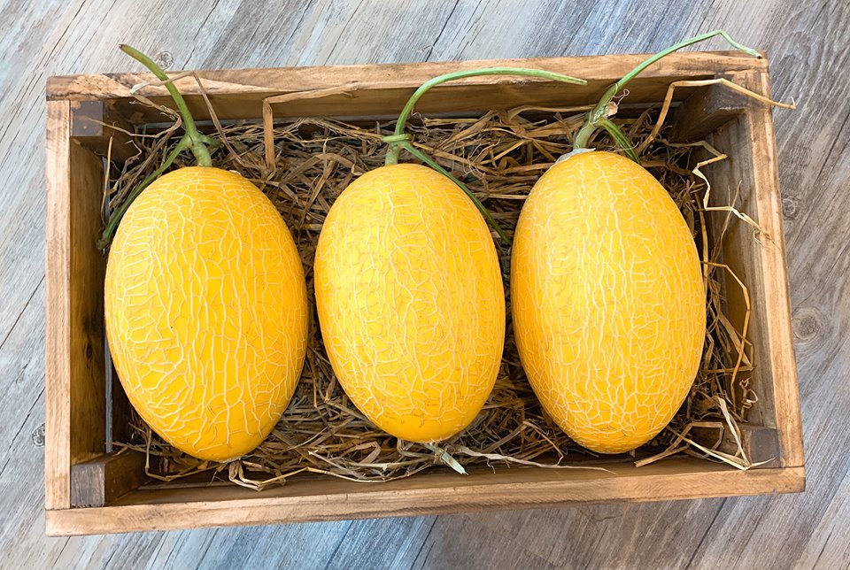 Sỉ Dưa Lưới Huỳnh Long Sóc Trăng