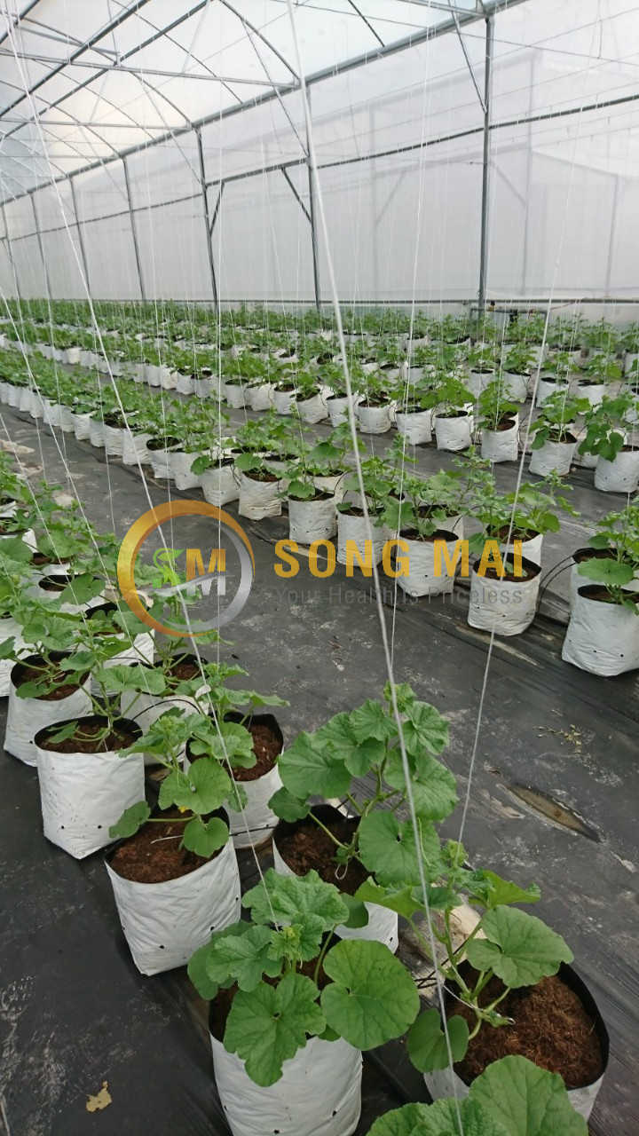 Dưa Lưới Đế Đặc Mật Bắc Ninh