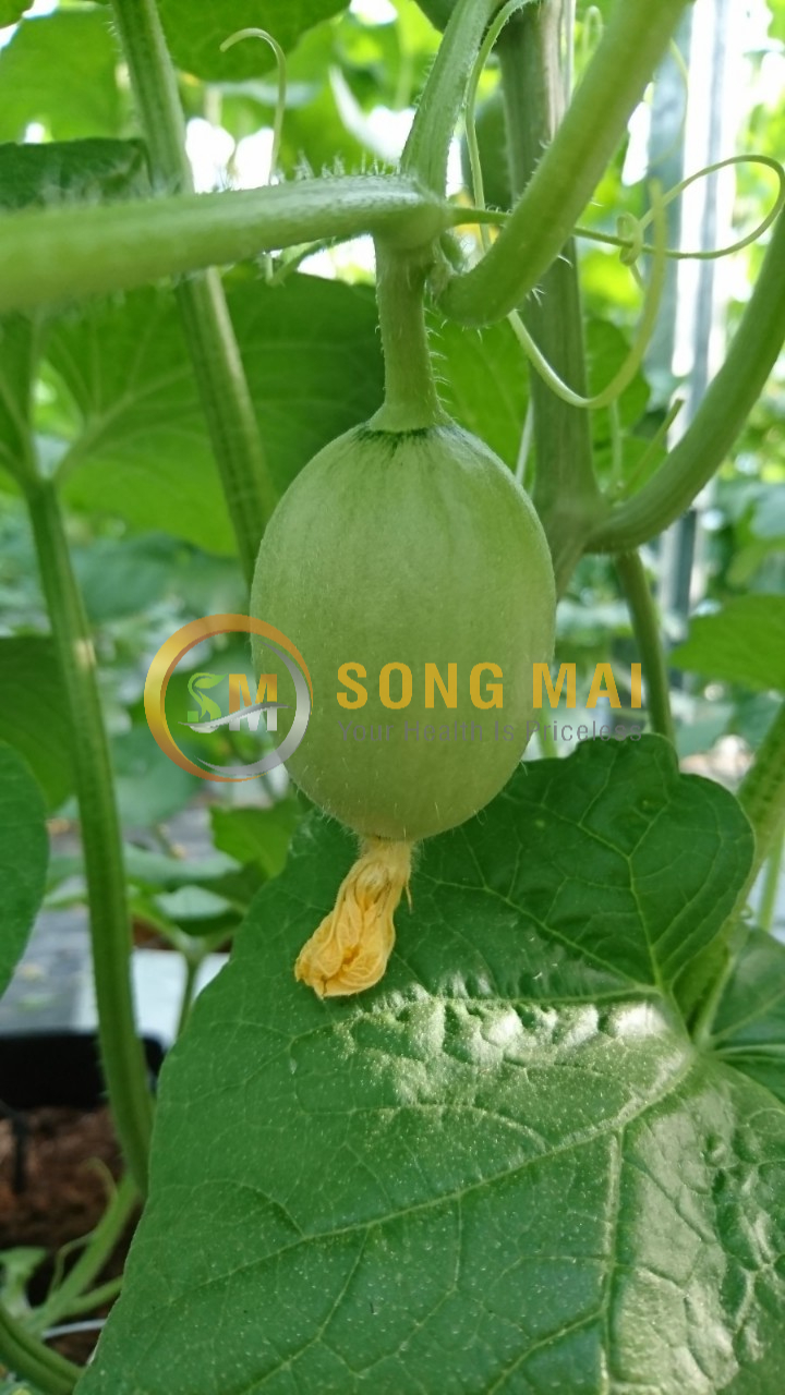 Dưa Lưới Vietgap Giá Sỉ Bình Định