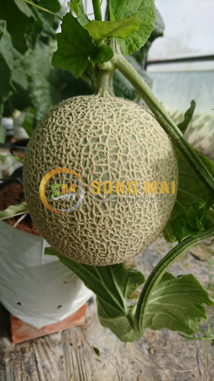 Dưa Lưới Đế Đặc Mật Bình Định