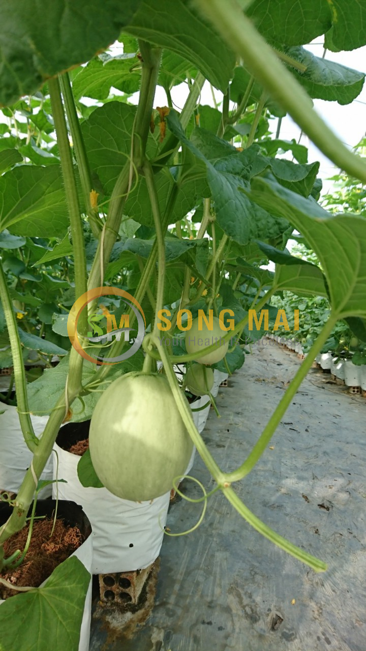 Dưa Lưới Vietgap Giá Sỉ Bình Dương
