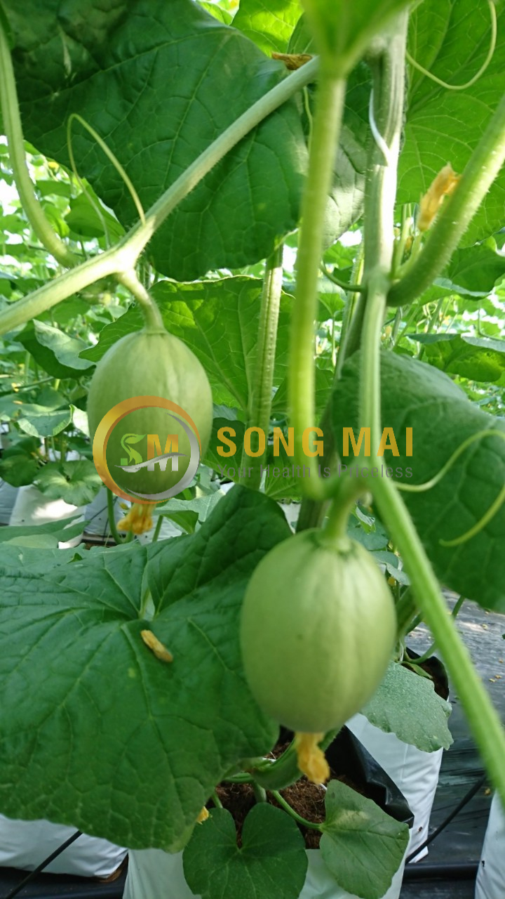 Dưa Lưới Đế Đặc Mật Bình Dương