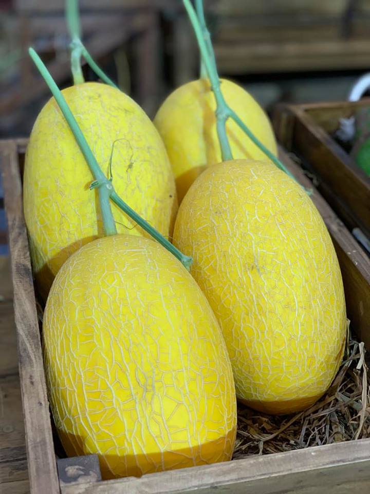 Sỉ Dưa Lưới Huỳnh Long Thanh Hóa