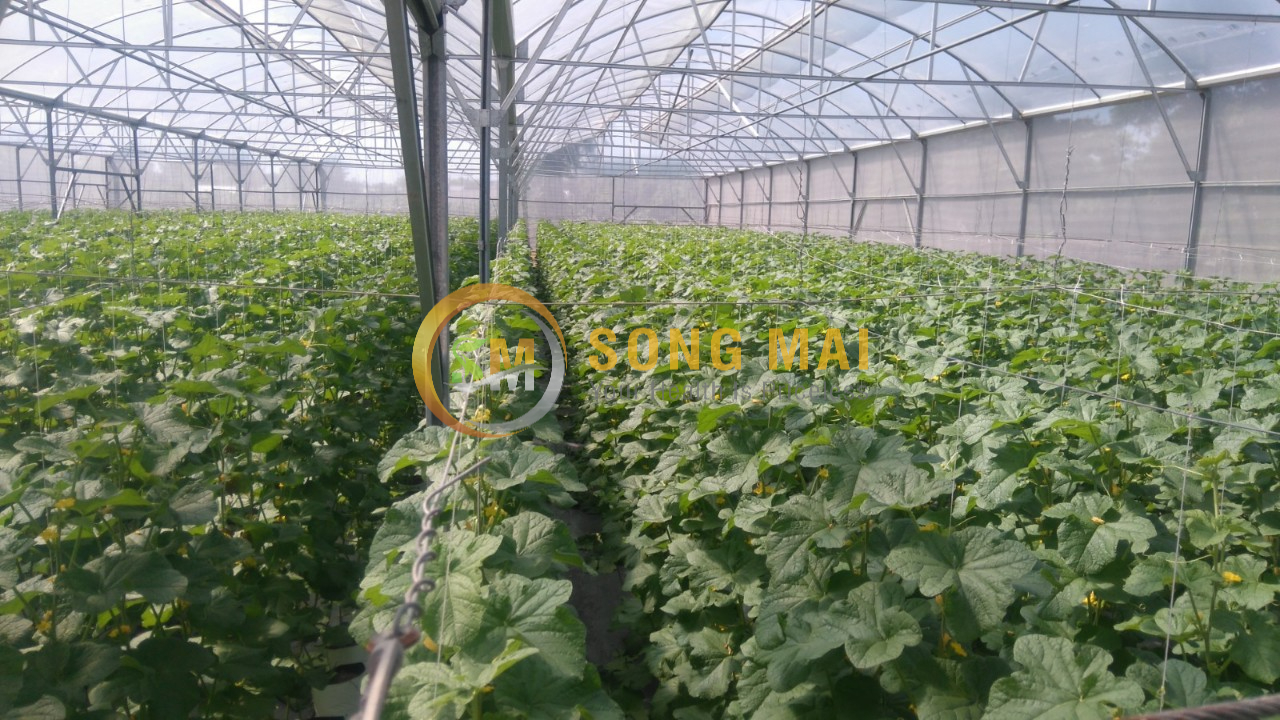 Dưa Lưới Đế Đặc Mật Bình Thuận