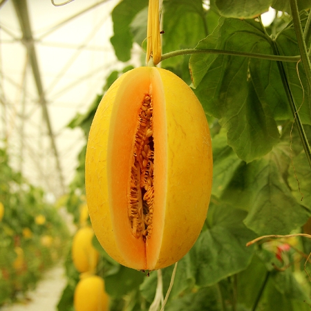 Sỉ Dưa Lưới Huỳnh Long Huế