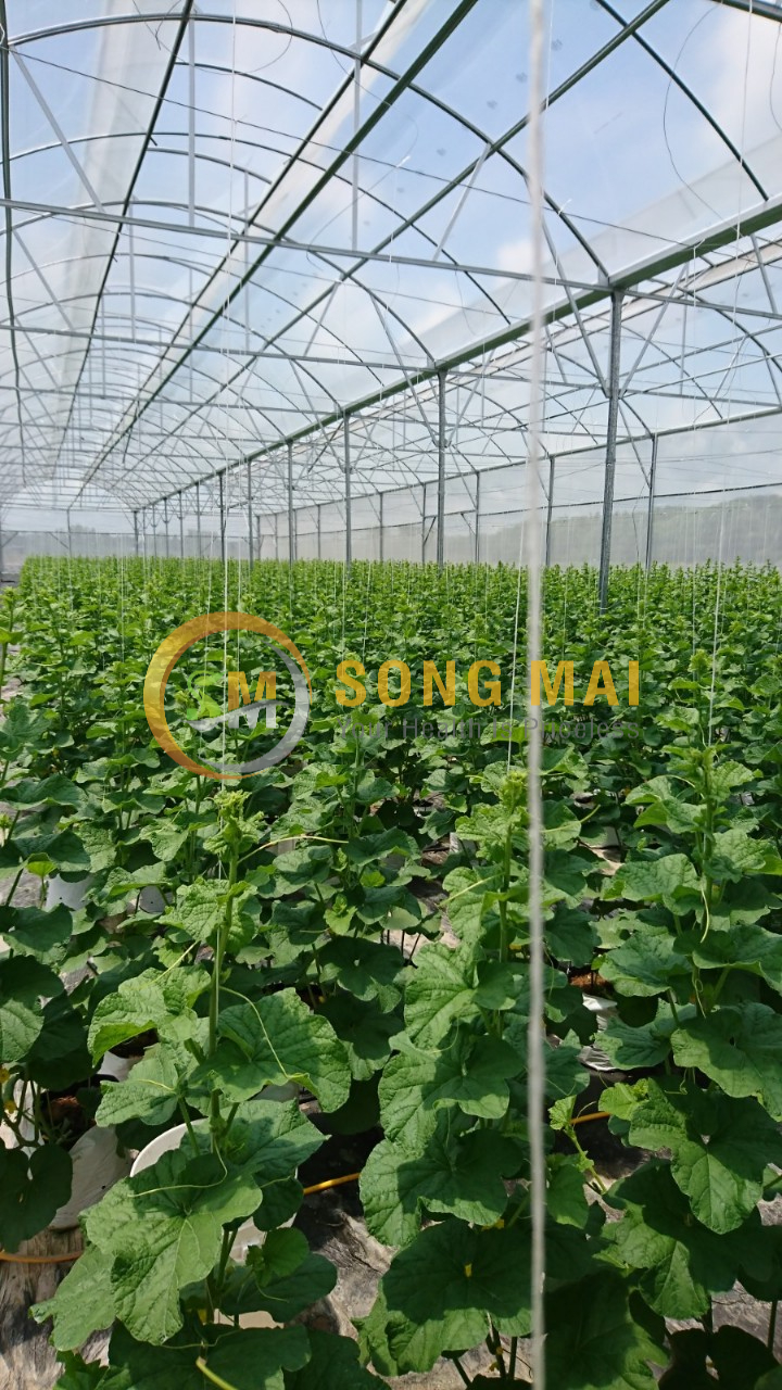 Dưa Lưới Đế Đặc Mật Cà Mau