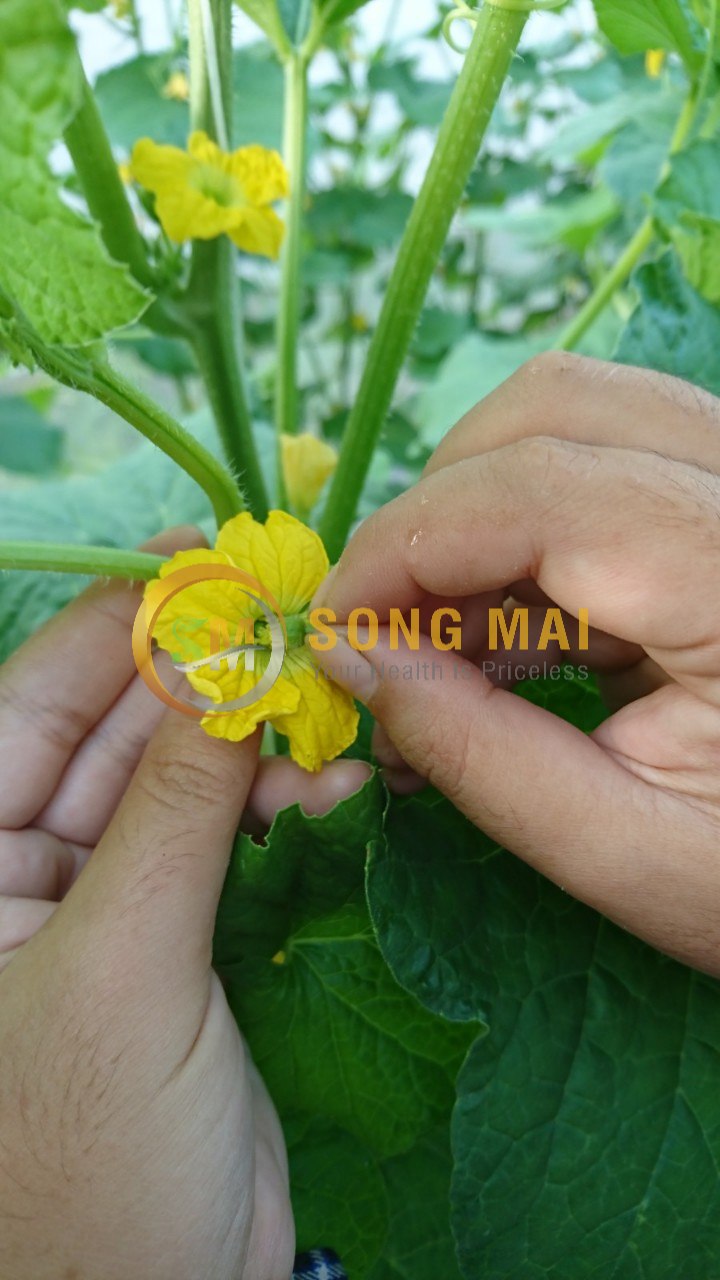 Dưa Lưới Vietgap Giá Sỉ Cà Mau