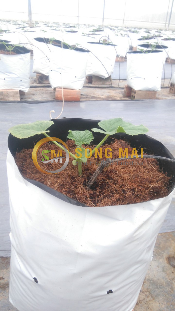 Dưa Lưới Vietgap Giá Sỉ Cao Bằng