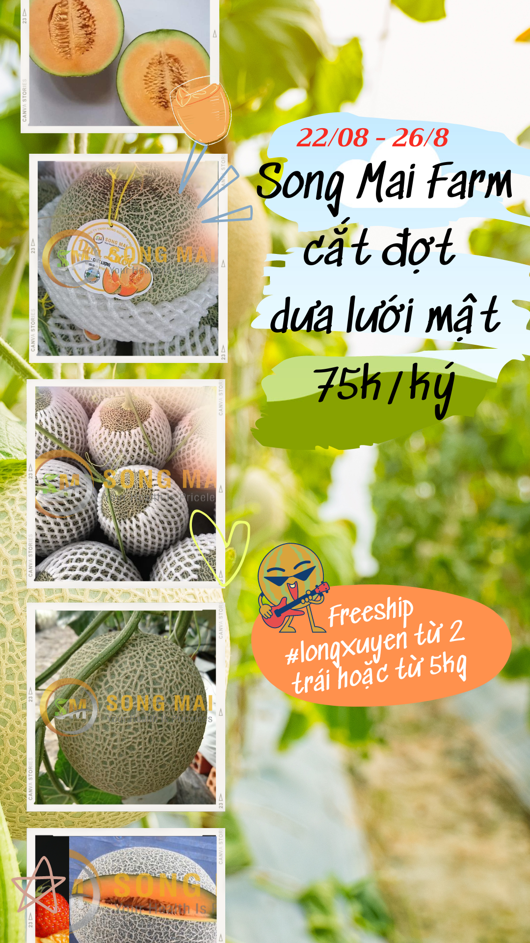 Dưa Lưới Vietgap Giá Sỉ Sài Gòn