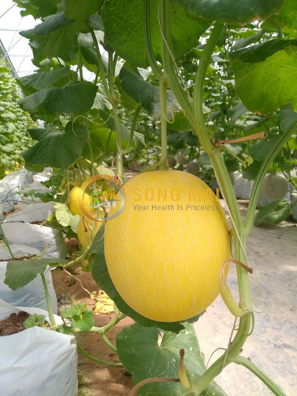 Sỉ Dưa Lưới Huỳnh Long Sài Gòn