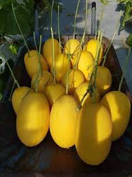 Sỉ Dưa Lưới Huỳnh Long Đắk Lắk