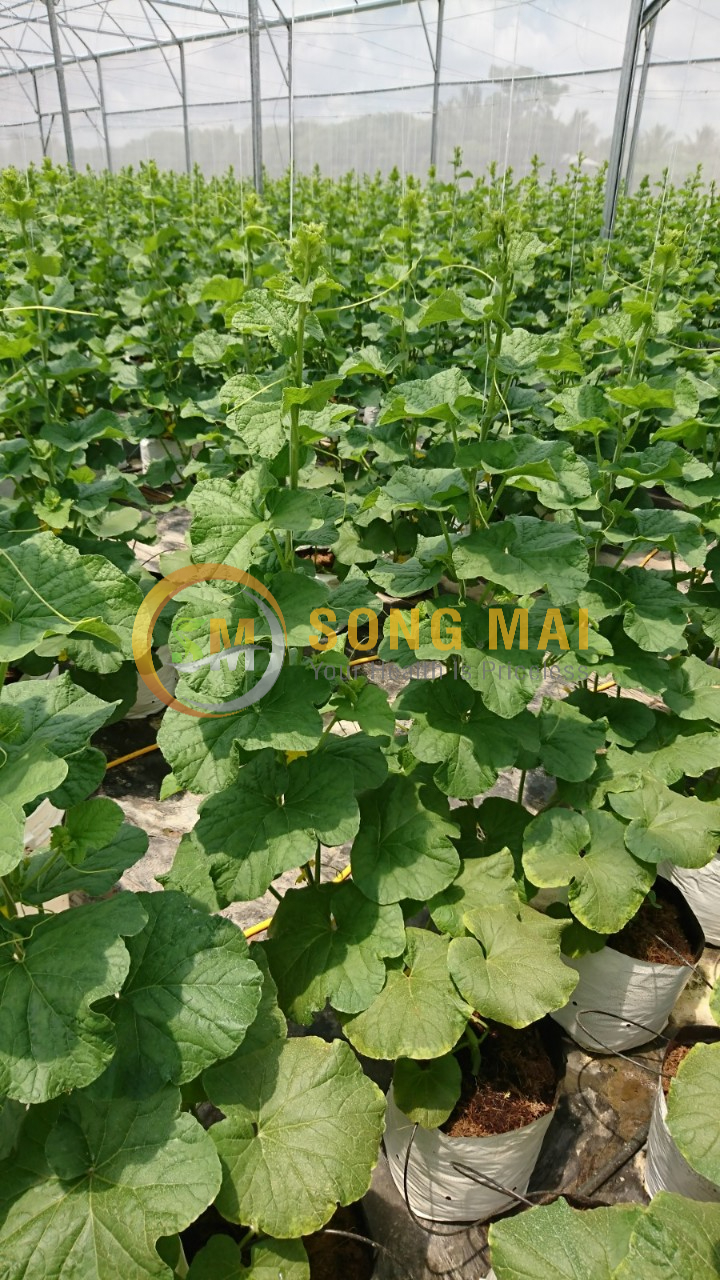 Dưa Lưới Đế Đặc Mật Đắk Nông