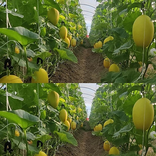 Sỉ Dưa Lưới Huỳnh Long Vĩnh Long