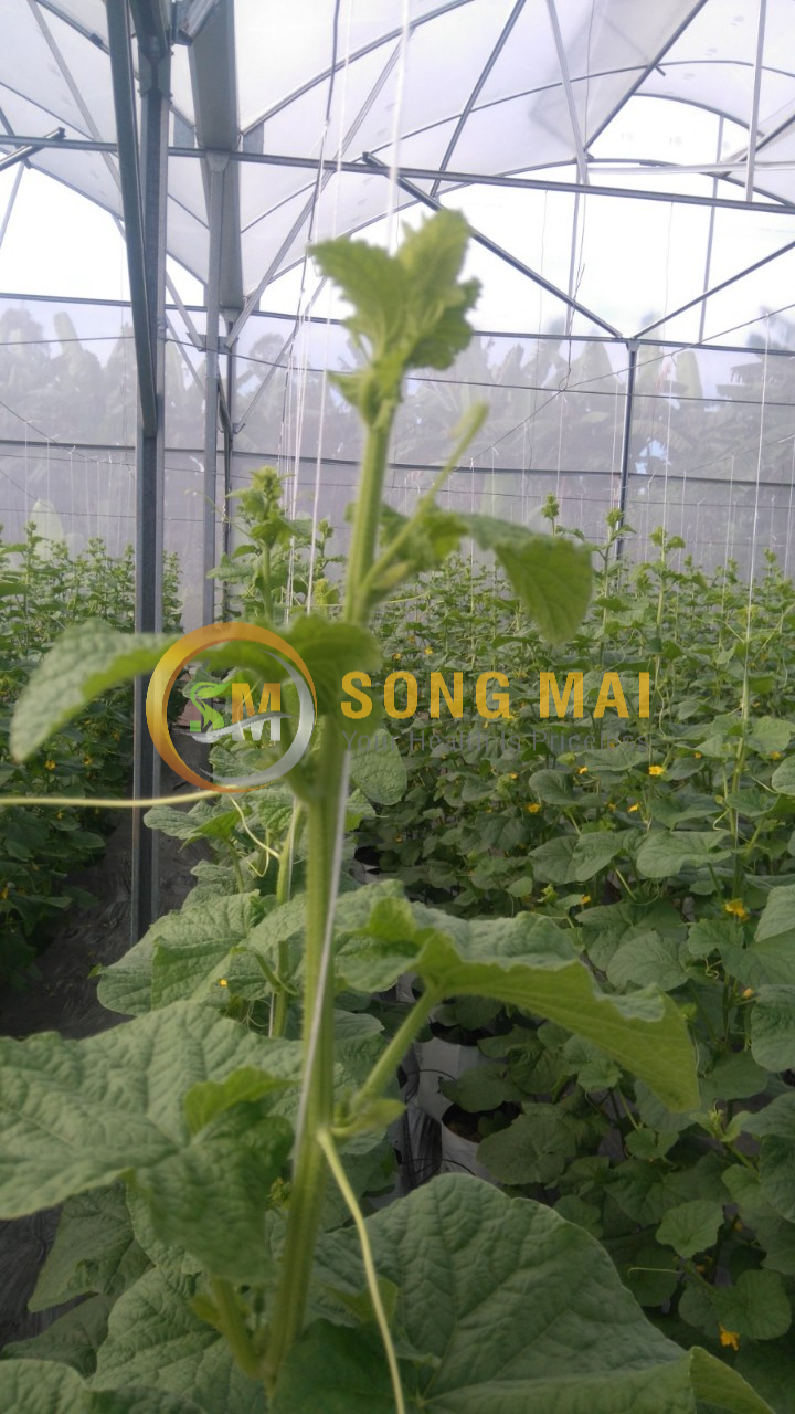 Dưa Lưới Vietgap Giá Sỉ Điện Biên