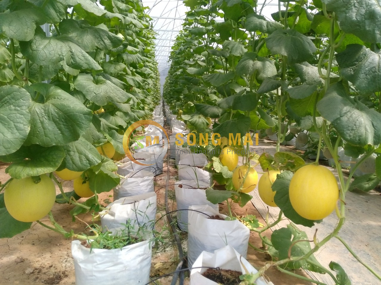 Dưa Lưới Đế Đặc Mật Điện Biên