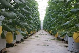 Sỉ Dưa Lưới Huỳnh Long Đồng Nai