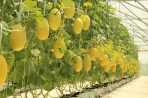 Sỉ Dưa Lưới Huỳnh Long Lạng Sơn