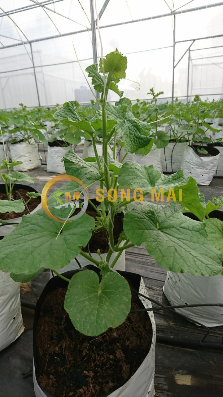 Dưa Lưới Đế Đặc Mật Gia Lai