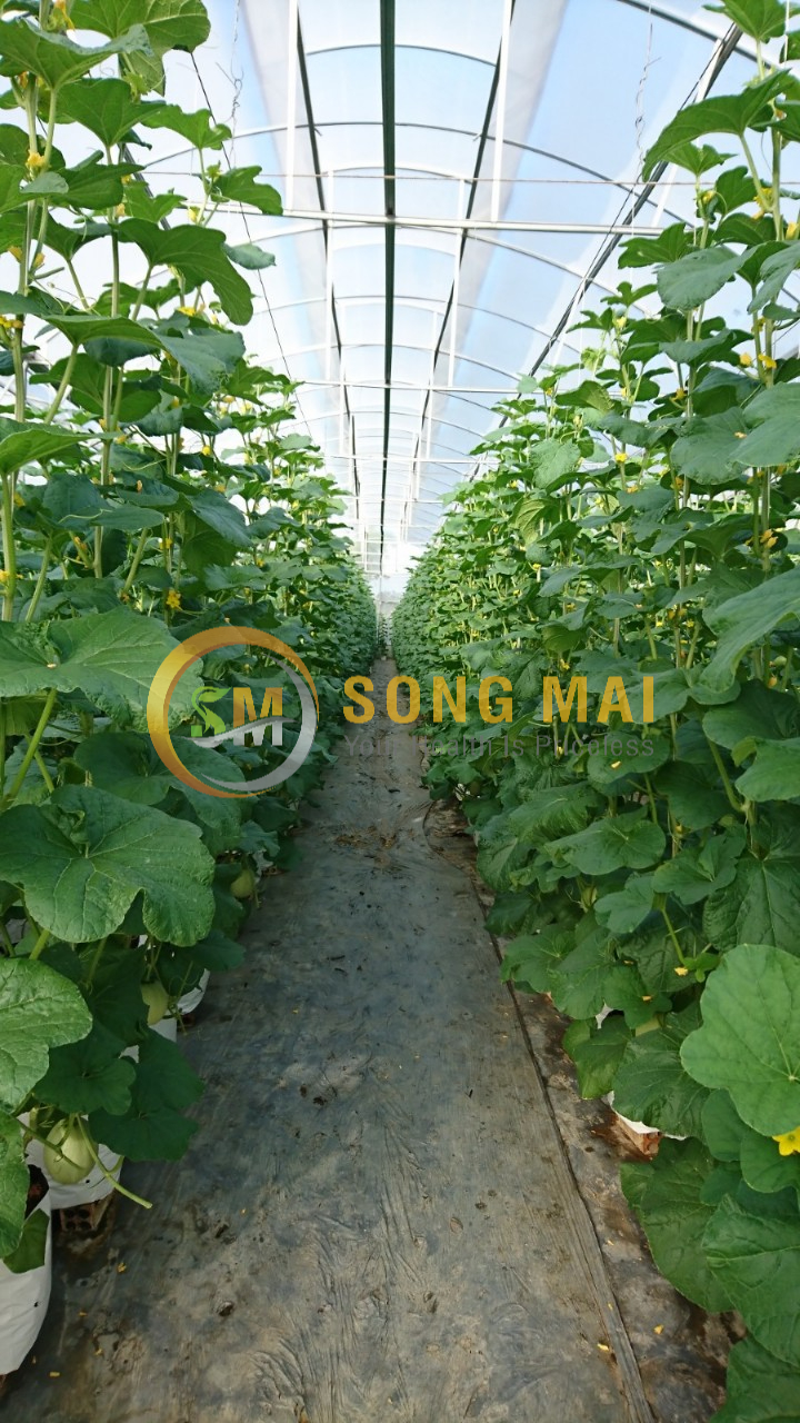 Dưa Lưới Vietgap Giá Sỉ Gia Lai