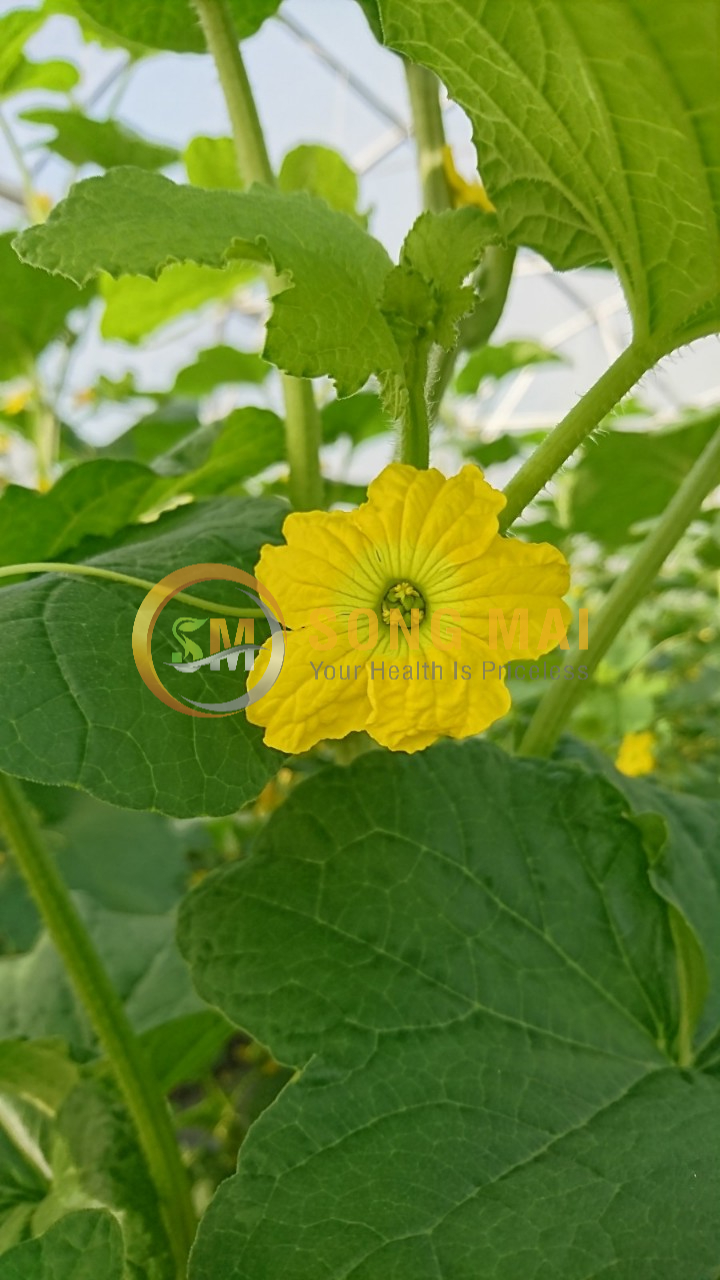 Dưa Lưới Đế Đặc Mật Hà Nam