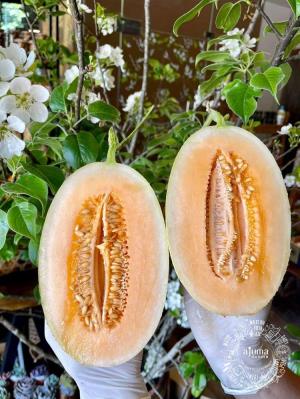 Sỉ Dưa Lưới Huỳnh Long Quảng Ninh