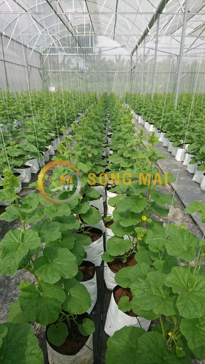 Dưa Lưới Đế Đặc Mật Hà Tĩnh