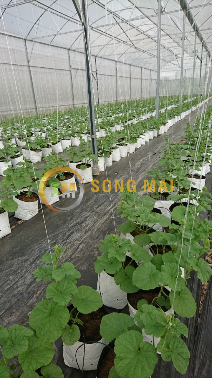 Dưa Lưới Đế Đặc Mật Hải Dương