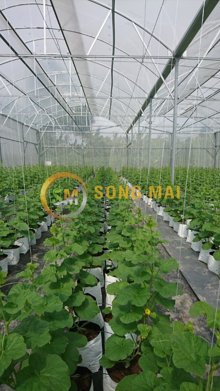 Dưa Lưới Vietgap Giá Sỉ Cần Thơ