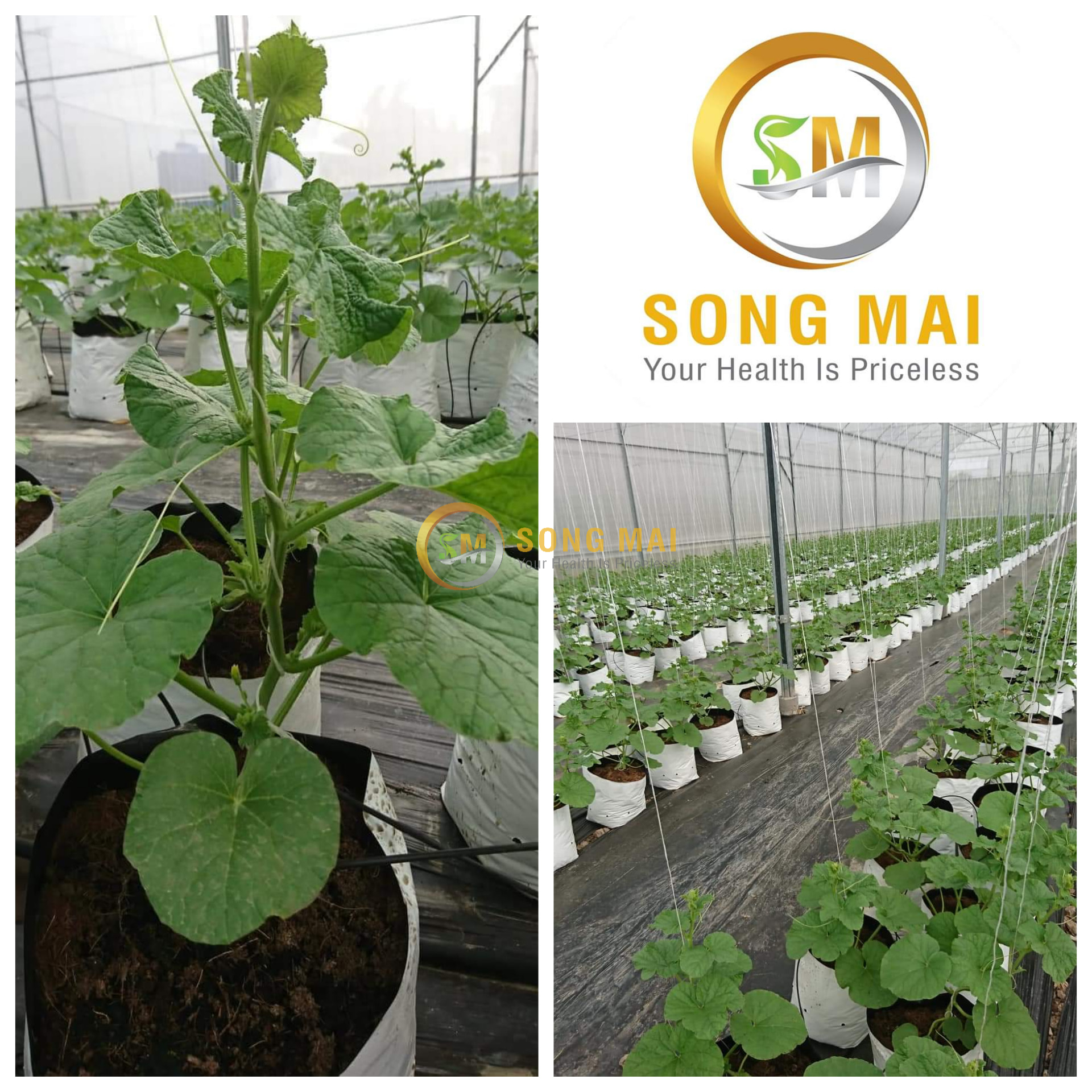 Dưa Lưới Đế Đặc Mật Hậu Giang