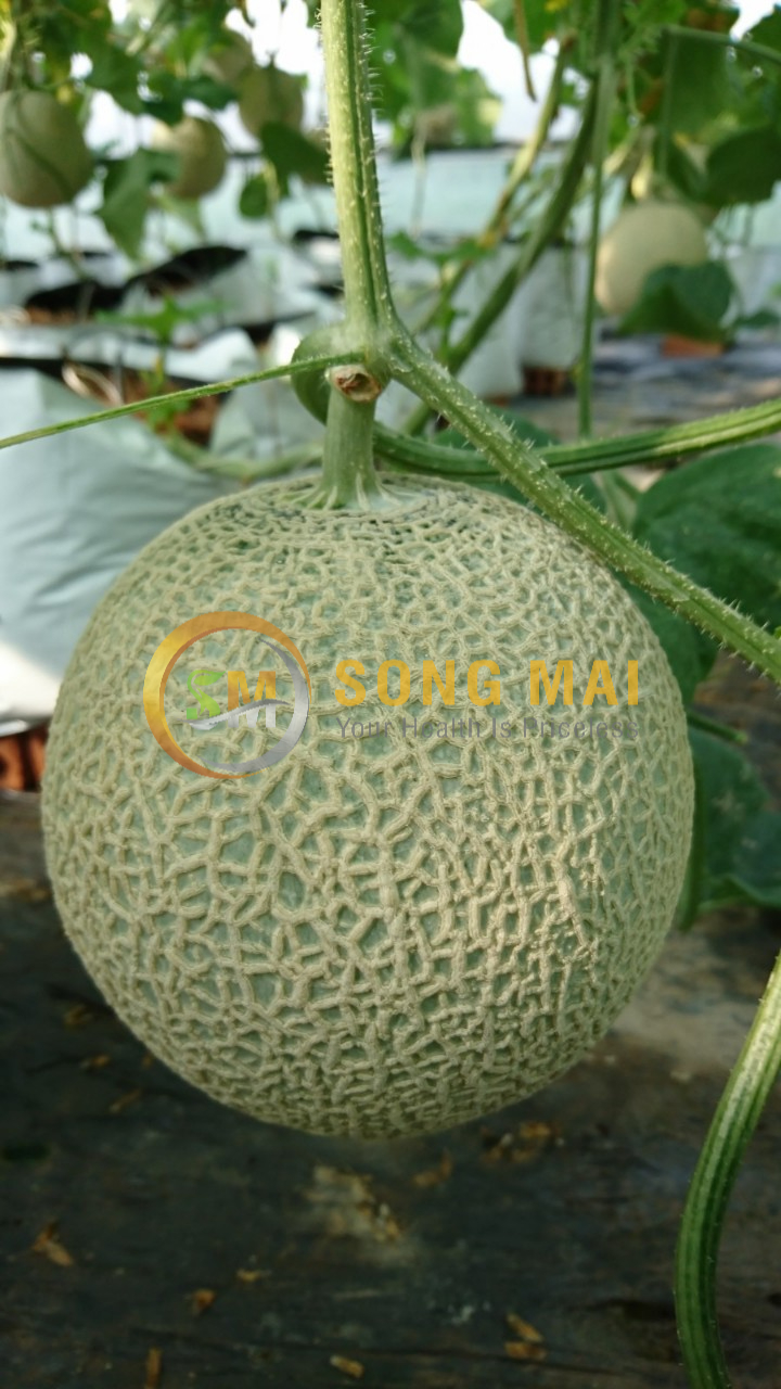 Dưa Lưới Vietgap Giá Sỉ Hòa Bình