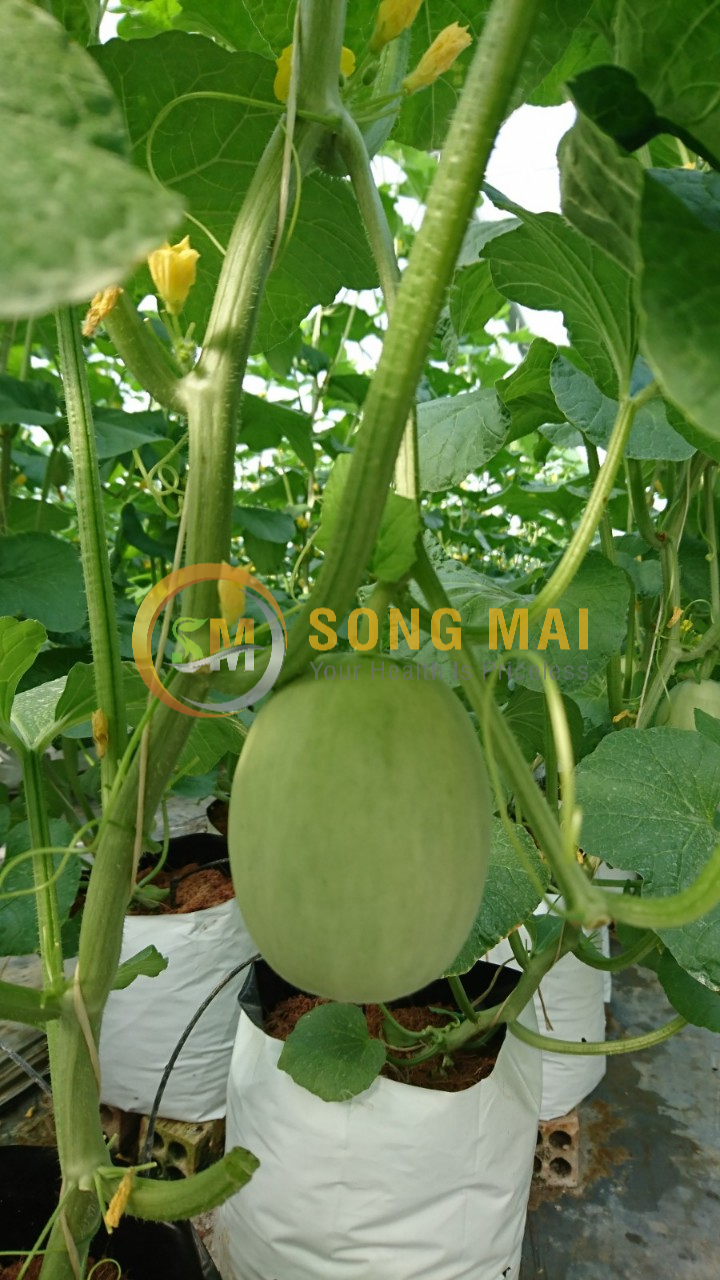 Dưa Lưới Vietgap Giá Sỉ Khánh Hòa