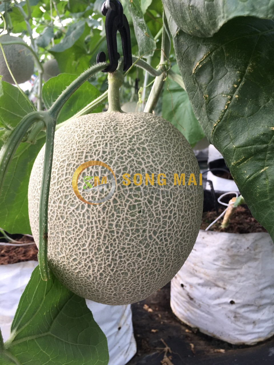 Dưa Lưới Vietgap Giá Sỉ Kiên Giang