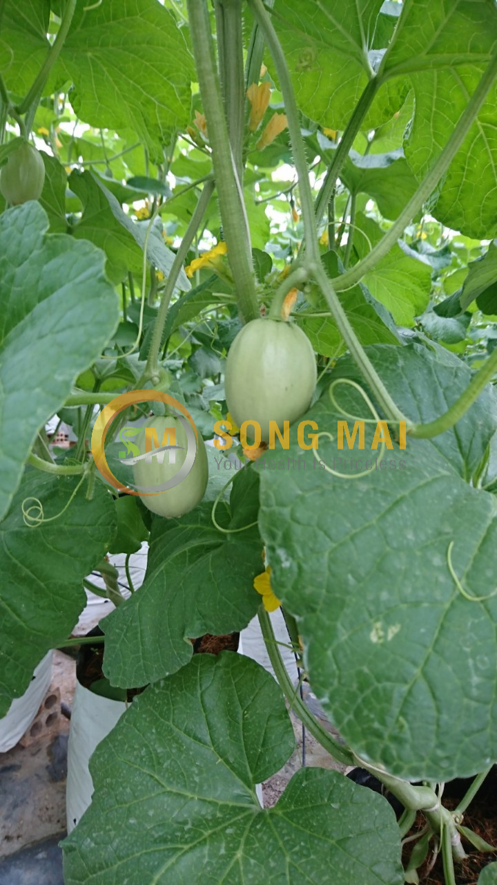 Dưa Lưới Vietgap Giá Sỉ Kon Tum