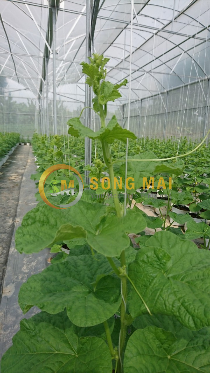 Dưa Lưới Đế Đặc Mật Lạng Sơn