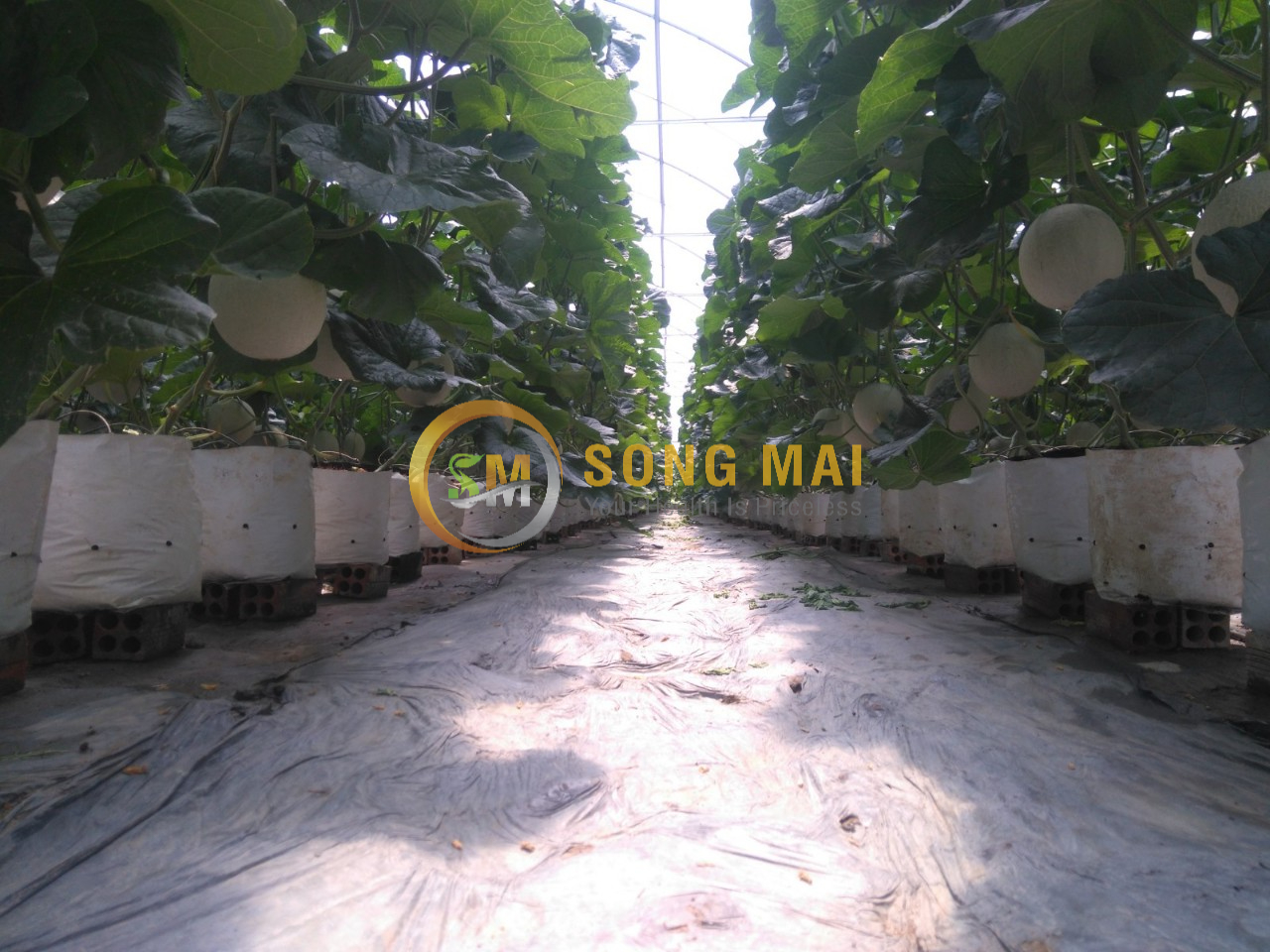 Dưa Lưới Đế Đặc Mật Lào Cai