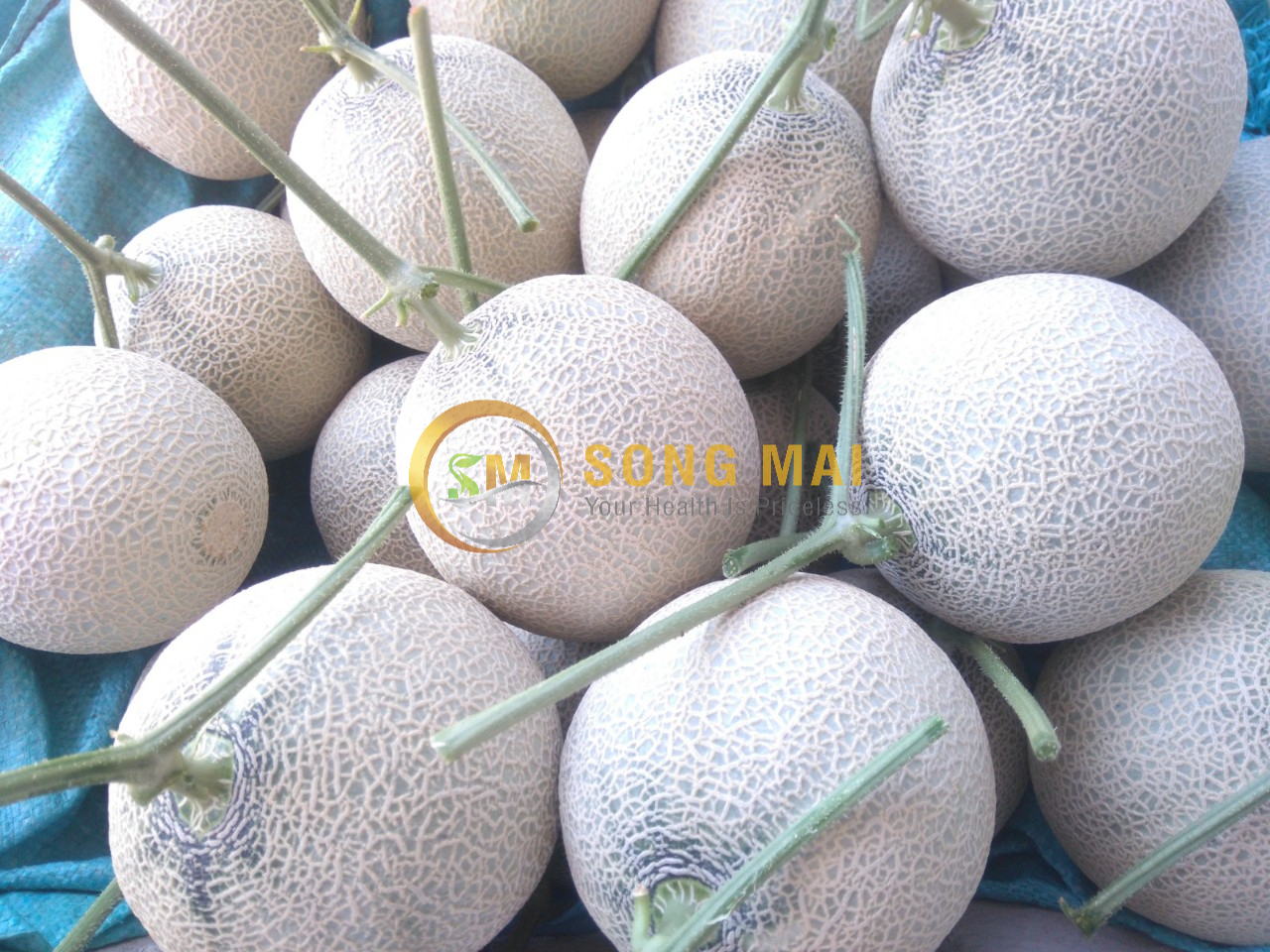 Dưa Lưới Đế Đặc Mật Ninh Bình