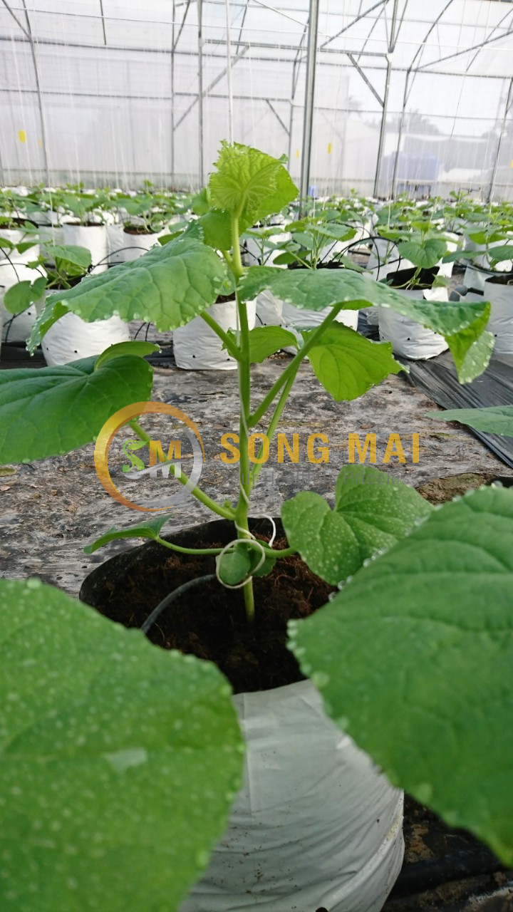 Dưa Lưới Đế Đặc Mật Ninh Thuận