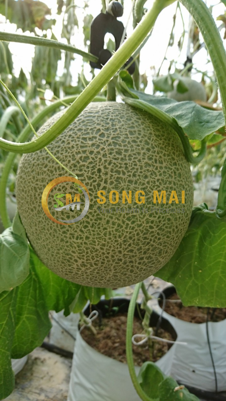 Dưa Lưới Đế Đặc Mật Phú Thọ