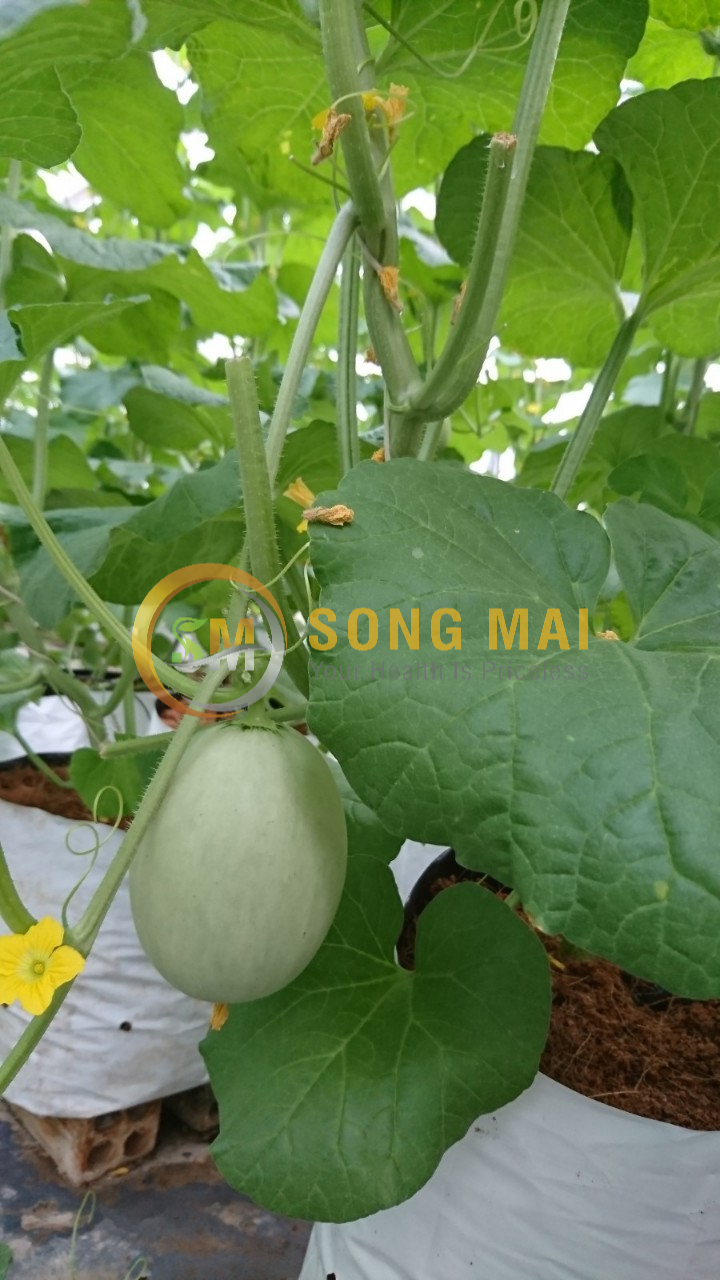 Dưa Lưới Đế Đặc Mật Quảng Nam