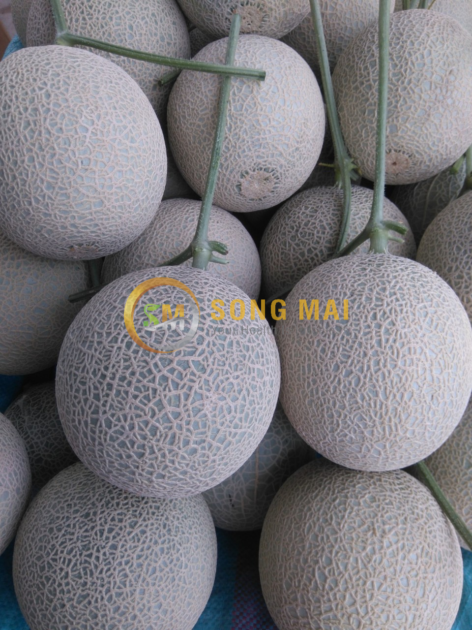 Dưa Lưới Đế Đặc Mật Quảng Ngãi